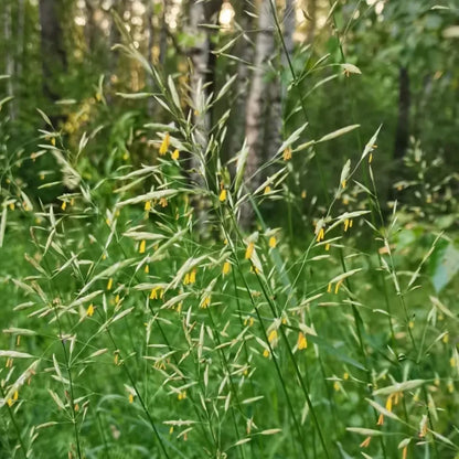Smooth Bromegrass Seeds