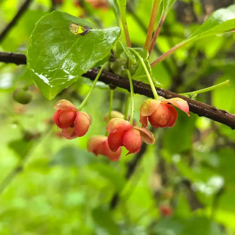 Schisandra Seeds
