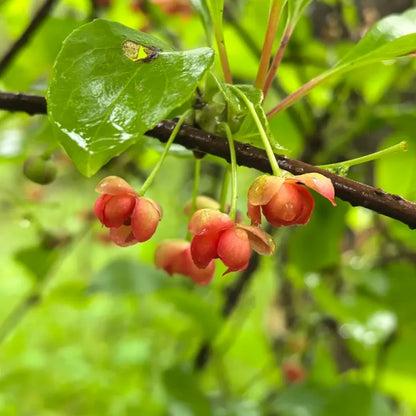 Schisandra Seeds