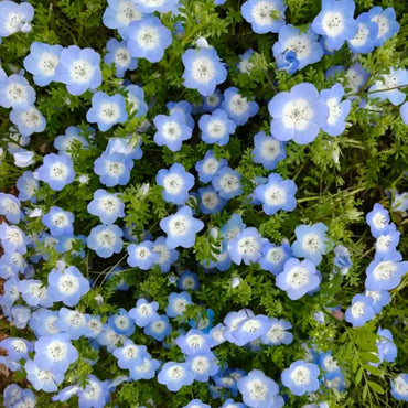 Blue Baby Blue Eyes Seeds