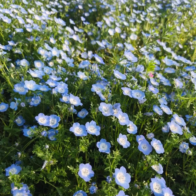 Blue Baby Blue Eyes Seeds
