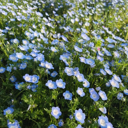 Blue Baby Blue Eyes Seeds