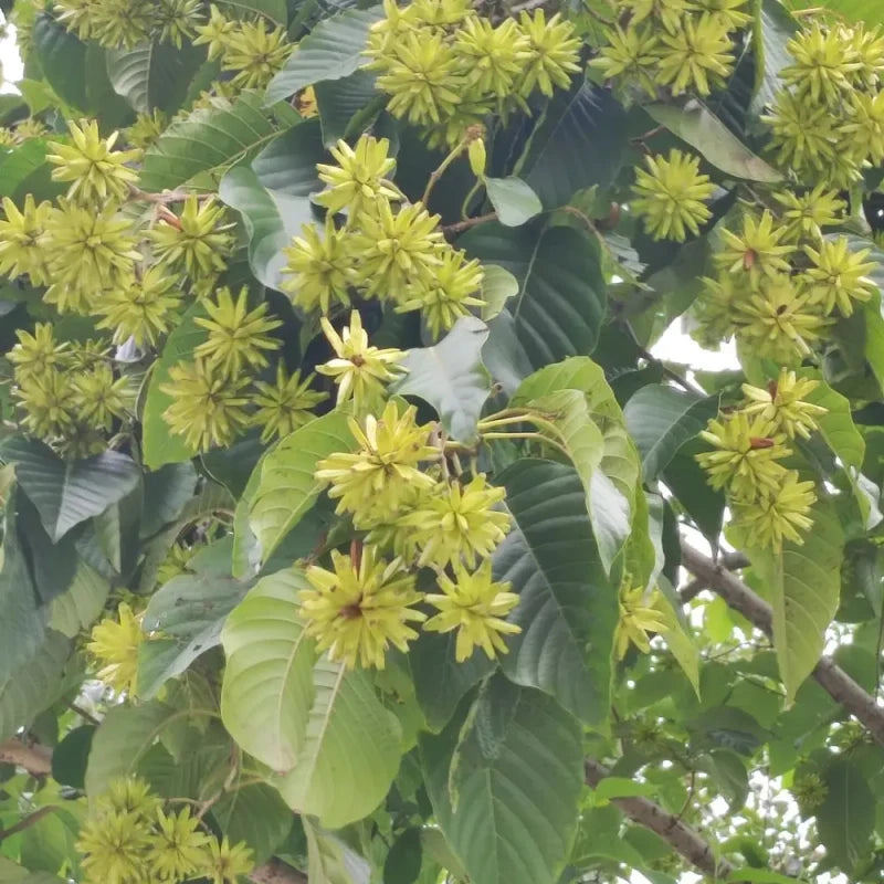 Camptotheca Tree Seeds