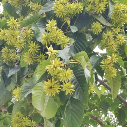 Camptotheca Tree Seeds