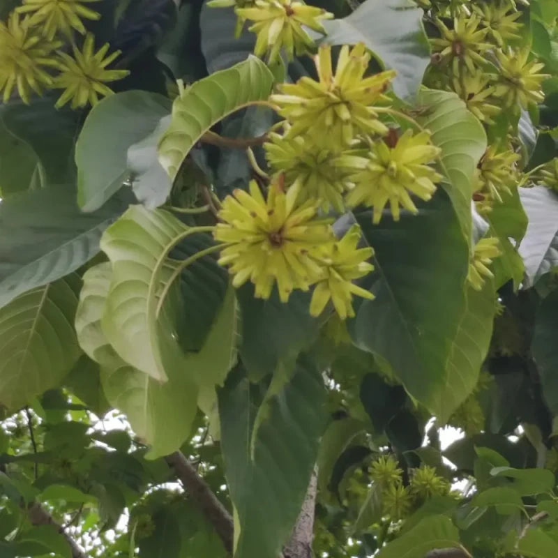 Camptotheca Tree Seeds