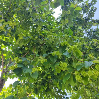 Camptotheca Tree Seeds