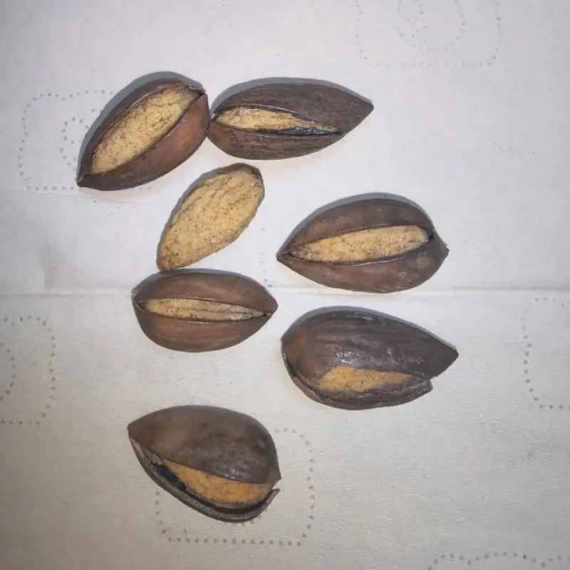 Chinese Torreya Seeds