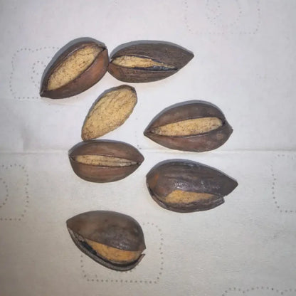Chinese Torreya Seeds