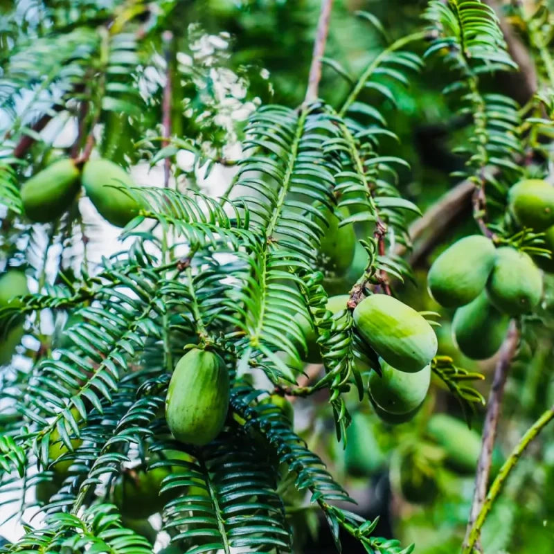 Chinese Torreya Seeds