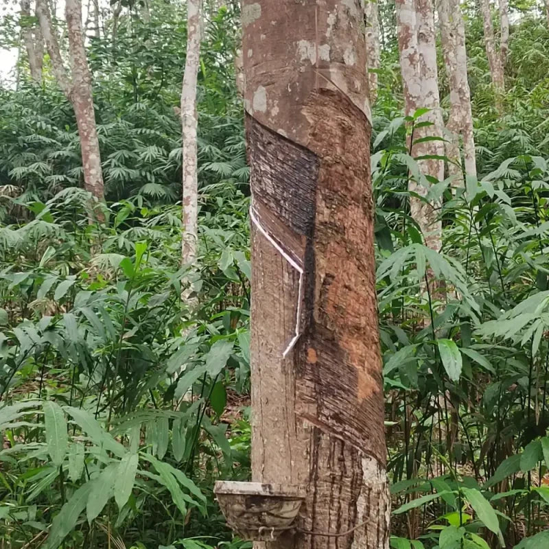 Rubber Tree Seeds