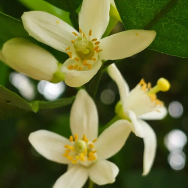Citron Seeds