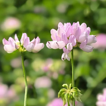 Crownvetch Seeds