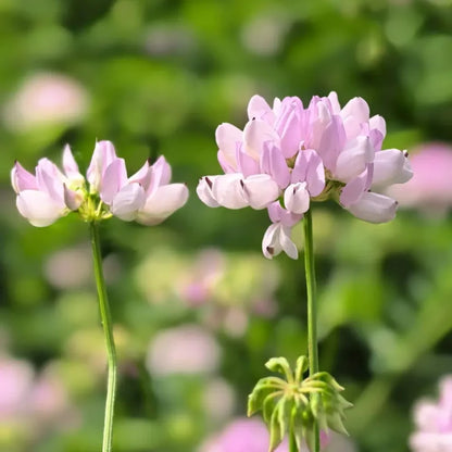 Crownvetch Seeds