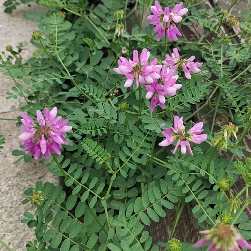Crownvetch Seeds
