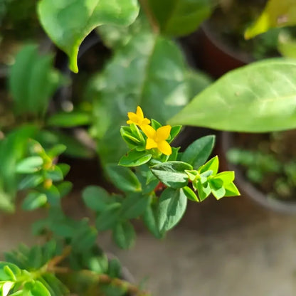 Calamondin Seeds
