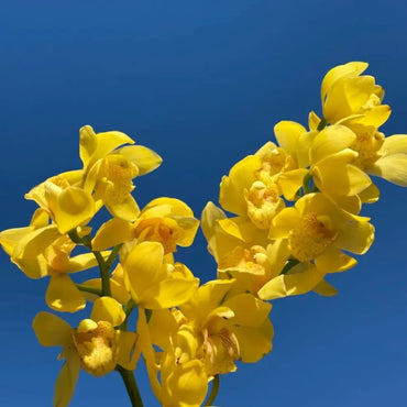 Apricot Yellow Slipper Orchid Seeds