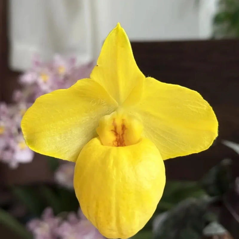 Apricot Yellow Slipper Orchid Seeds