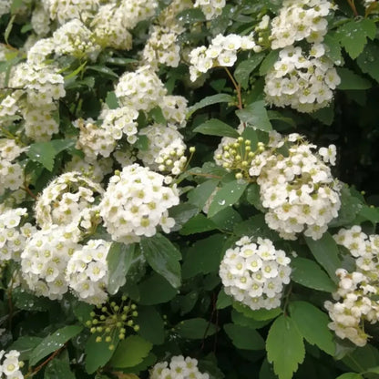 Spirea Seeds