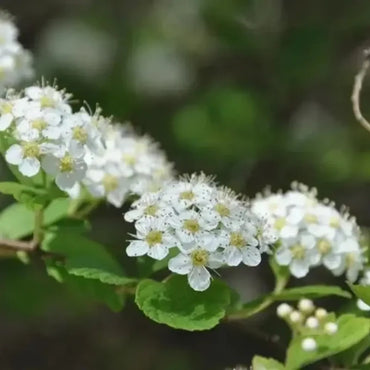 Spirea Seeds