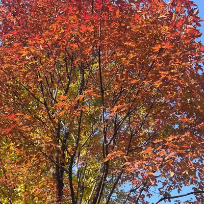 Paperbark Maple Seeds