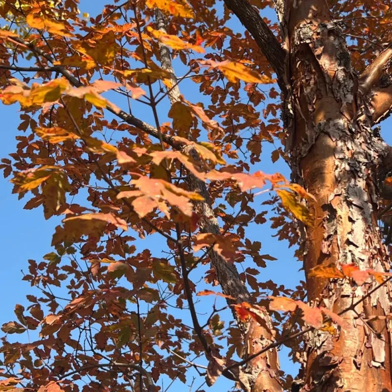 Paperbark Maple Seeds
