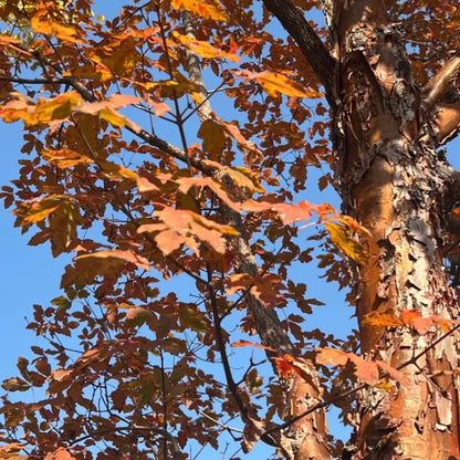 Paperbark Maple Seeds