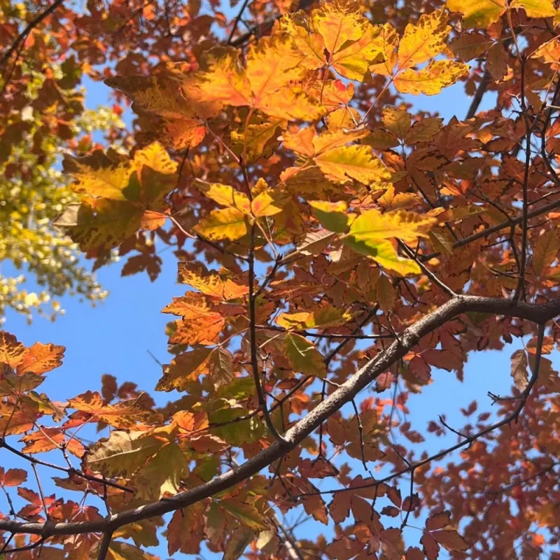 Paperbark Maple Seeds
