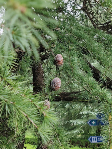 Deodar Cedar Seeds