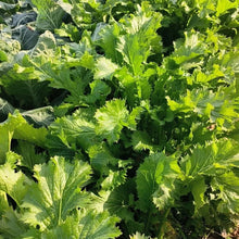 Xuelihong Mustard Greens Seeds - Verdseeds