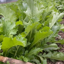 Xuelihong Mustard Greens Seeds - Verdseeds