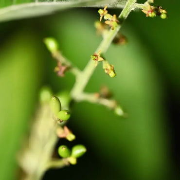 Java Brucea Seeds