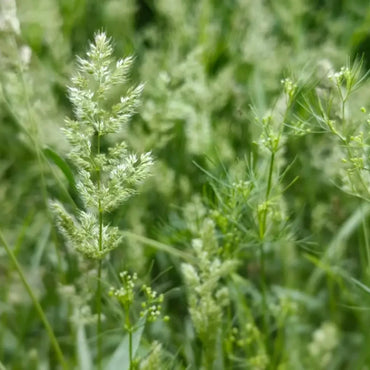 Orchard Grass Seeds