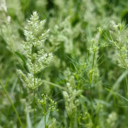 Orchard Grass Seeds