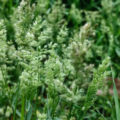 Orchard Grass Seeds