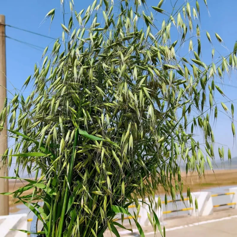 Oats Seeds
