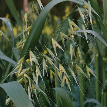 Oats Seeds