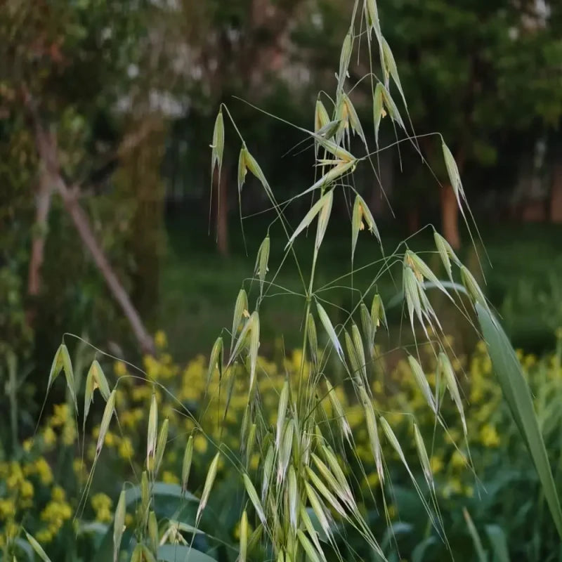 Oats Seeds