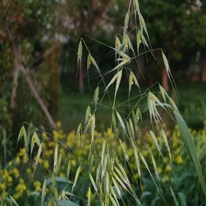 Oats Seeds