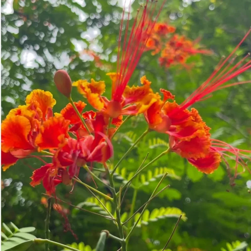 Peacock Flower Seeds