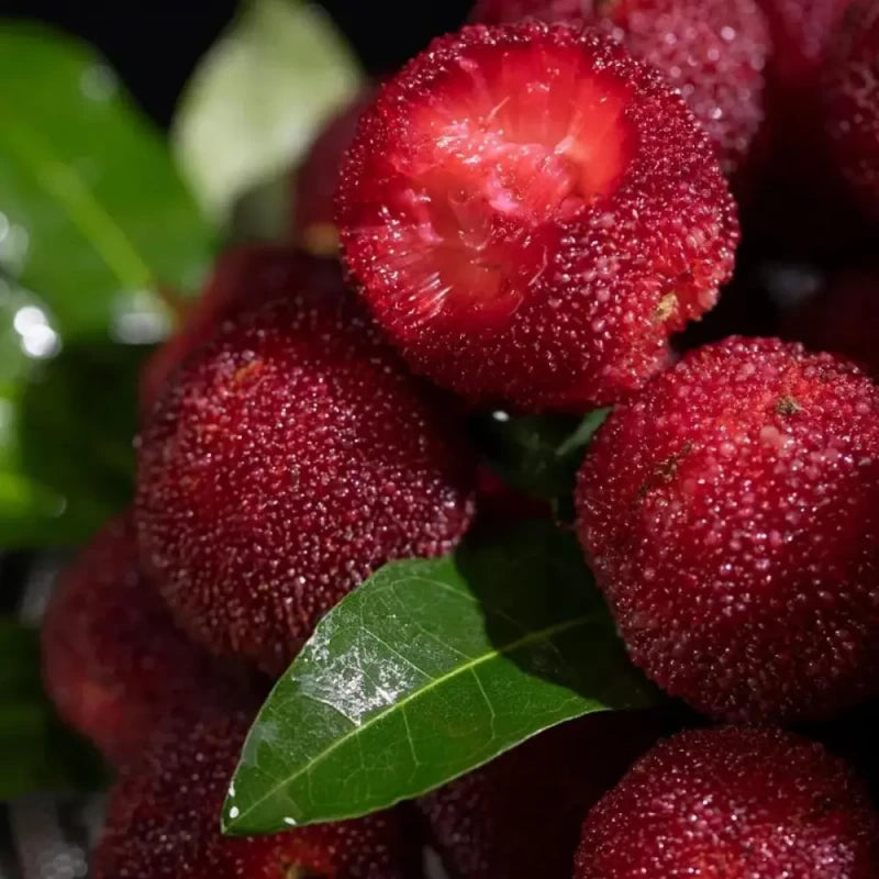 Chinese Bayberry Seeds