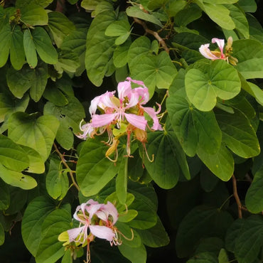 Orchid Tree Seeds