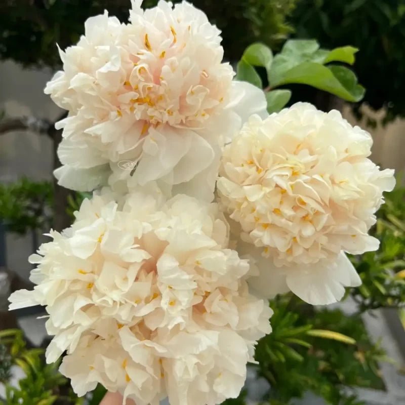 Yao Yellow Tree Peony Seeds - Verdseeds
