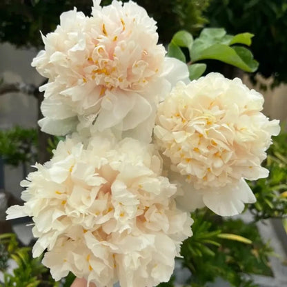 Yao Yellow Tree Peony Seeds - Verdseeds