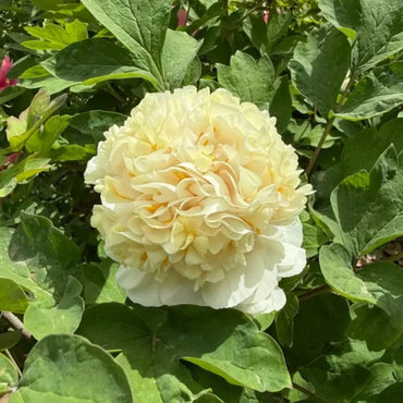 Yao Yellow Tree Peony Seeds - Verdseeds