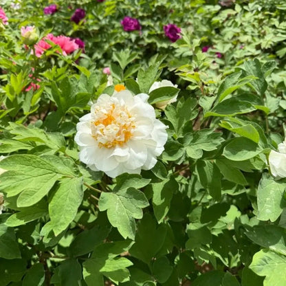 Yao Yellow Tree Peony Seeds - Verdseeds