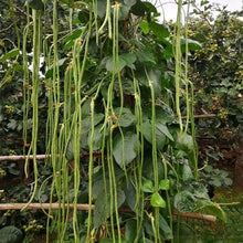 Yardlong Bean Seeds - Verdseeds