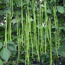 Yardlong Bean Seeds - Verdseeds