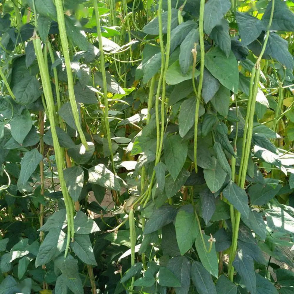 Yardlong Bean Seeds - Verdseeds