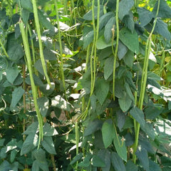 Yardlong Bean Seeds - Verdseeds