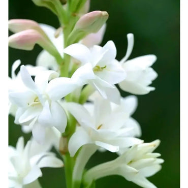 Night-Blooming Jasmine Seeds